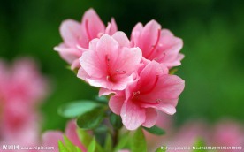 杜鹃花