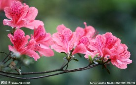 杜鹃花