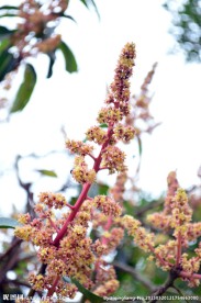 芒果花