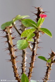 刺玫花儿