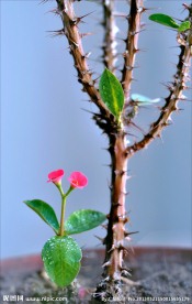 刺玫花儿