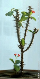 刺玫花儿