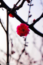 梅花