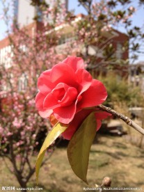 油茶花