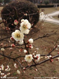 梅花