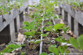 草莓种植
