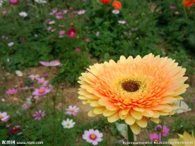 鲜花 菊花