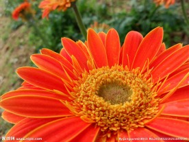 鲜花 菊花
