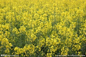油菜地