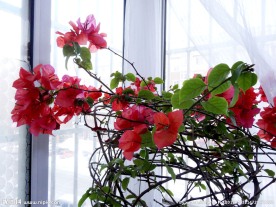 三角梅花