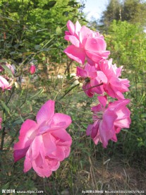 一束玫瑰花