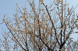 梅花 花 腊梅 红梅