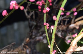 梅花 花 腊梅 红梅