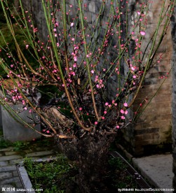 梅花