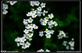 小花