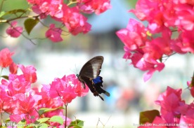 蝶恋花