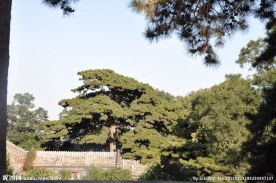 北京 戒台寺