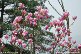 紫红色玉兰花
