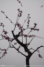 一枝独秀