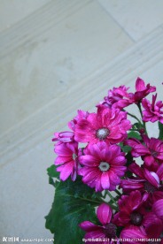 雏菊 红色雏菊
