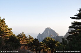 黄山松树