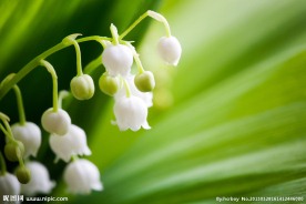 茉莉花