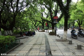 桂林 绿树成荫的街道