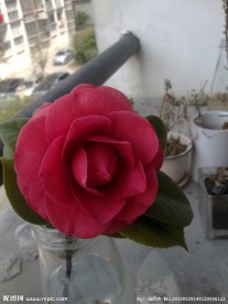 玫瑰花月季花