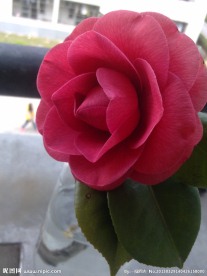 玫瑰花月季花