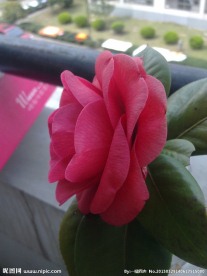 玫瑰花月季花