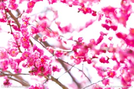 盛开的桃花
