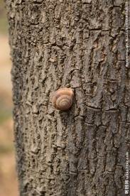 大树与蜗牛