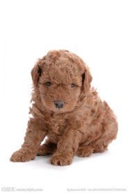 咖啡色贵宾犬幼犬