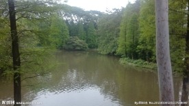 杉树