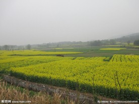 田园油菜花