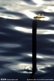 蜓蜓玉立