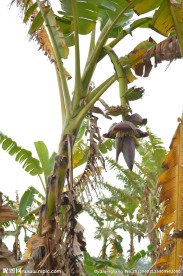 香蕉 香蕉林 香蕉树