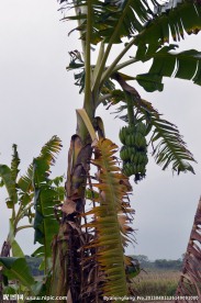香蕉 香蕉林 香蕉树