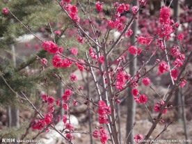 红花树