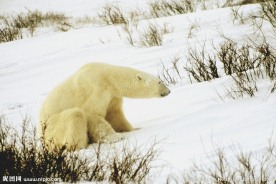 北极熊