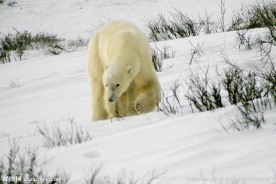 北极熊