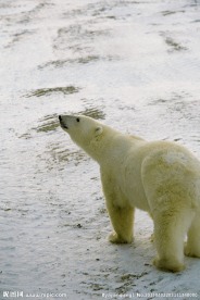 北极熊
