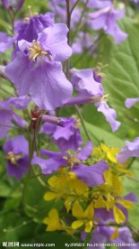 紫花