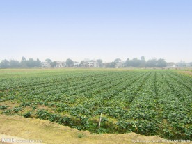 蔬菜基地
