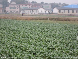 蔬菜基地