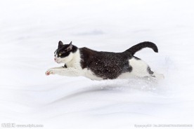 雪地小猫