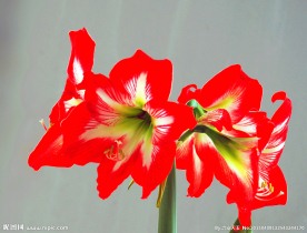 朱顶红花