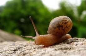 蜗牛