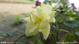 月季花 黄色