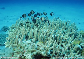 珊瑚